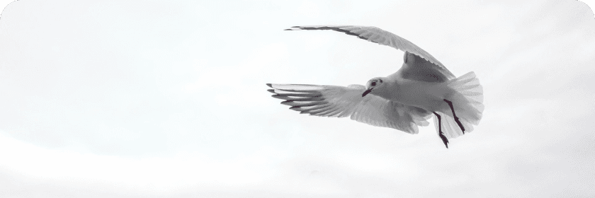 Flying bird